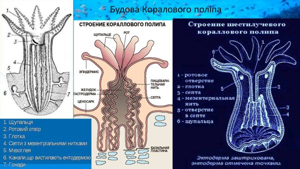 Коралловые полипы строение тела