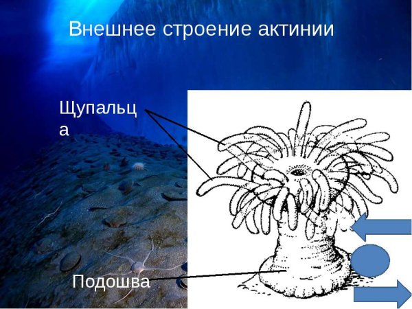 Схема строения актинии