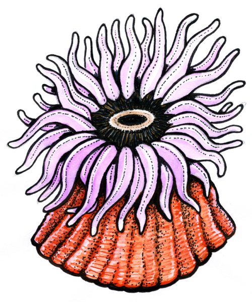 Актиния продольный срез