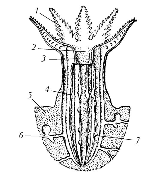 Восьмилучевые кораллы строение