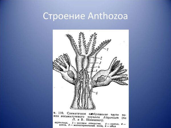 Строение восьмилучевого коралла