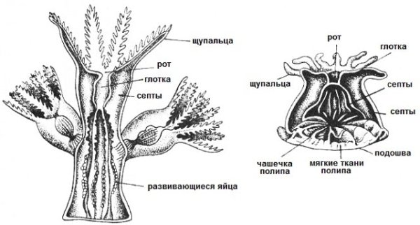 Кораллы биология строение