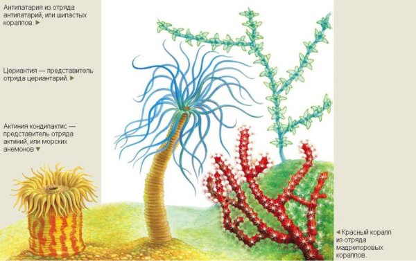 Актиния конская строение
