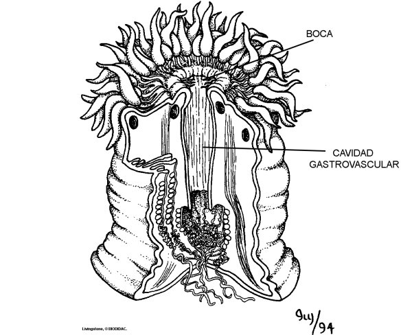 Строение актинии