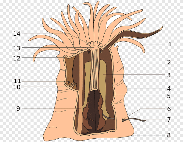 Строение актинии