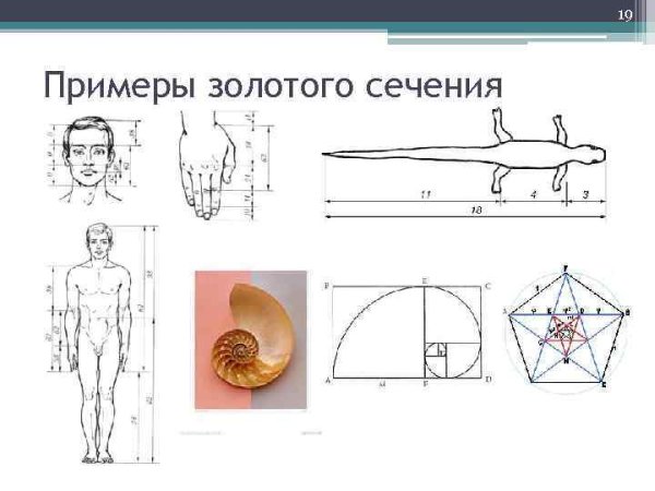 Золотое сечение примеры в жизни
