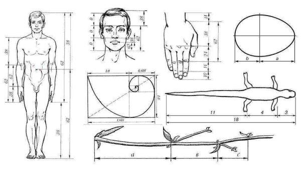Золотое сечение Божественная пропорция