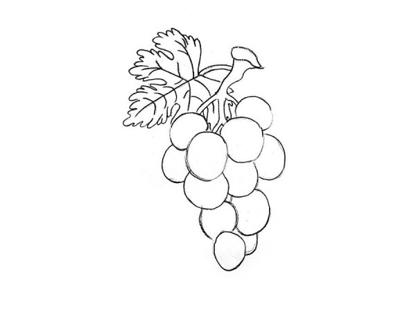Рисование гроздь винограда