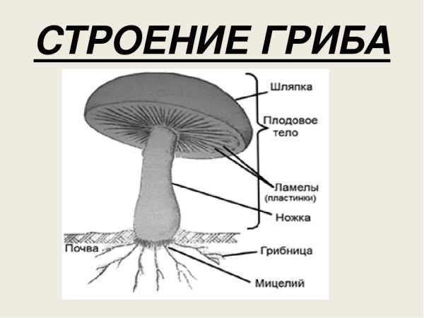 Строение шляпочного гриба шампиньона