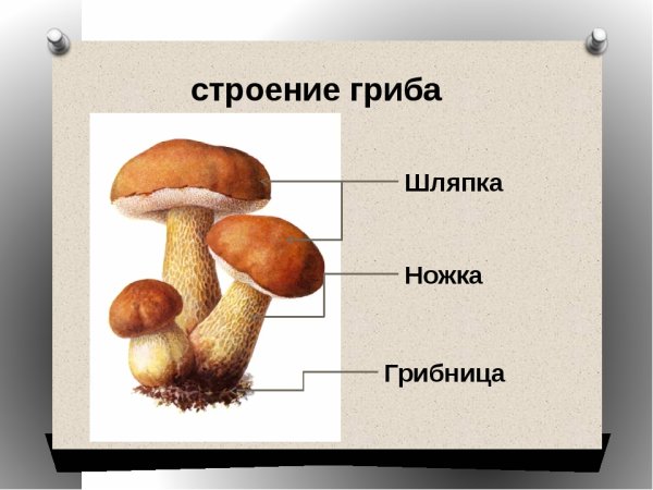 Строение гриба для детей