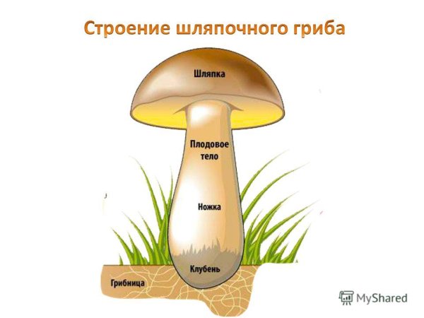 Гриб строение шляпочного гриба