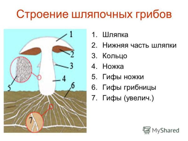 Структура и схема шляпочного гриба