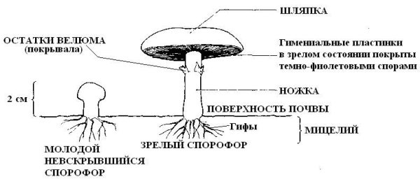 Строение шляпочного гриба шампиньона