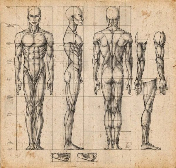 Пропорции человека в полный рост Баммес