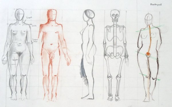 Человеческое тело для художников