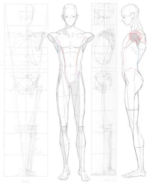 Анатомия человеческого тела для рисования
