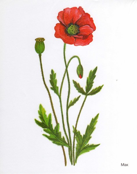Мак самосейка рисунок