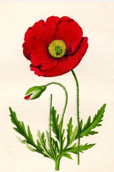 Мак самосейка гербарий