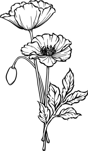 Мак рисунок