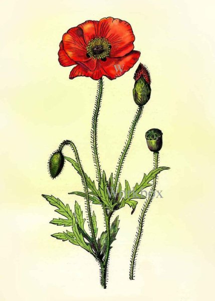Мак самосейка Ботанический рисунок