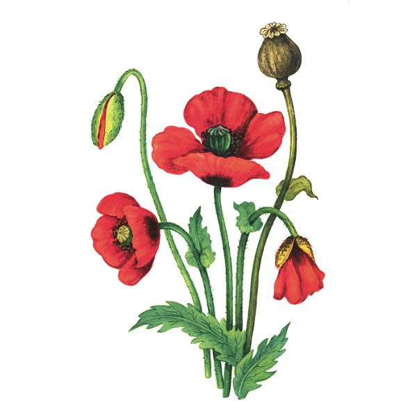 Цветок Мак для детей