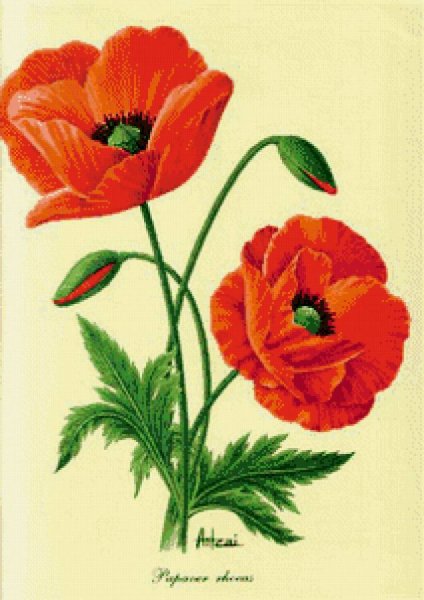 Мак Нарисовая