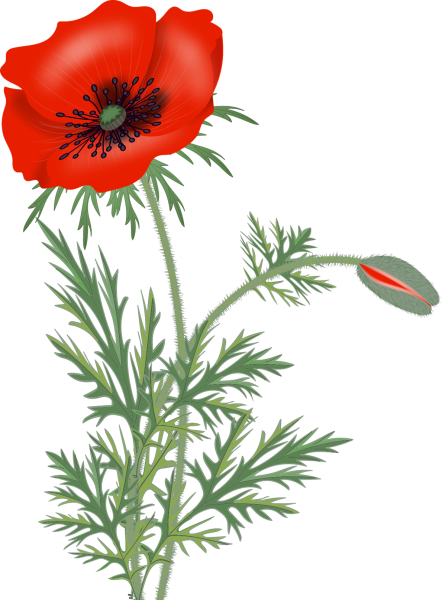 Полевые цветы на прозрачном фоне