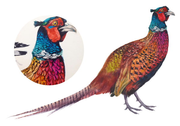 Фазан без фона