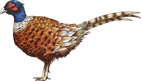 Фазан вектор