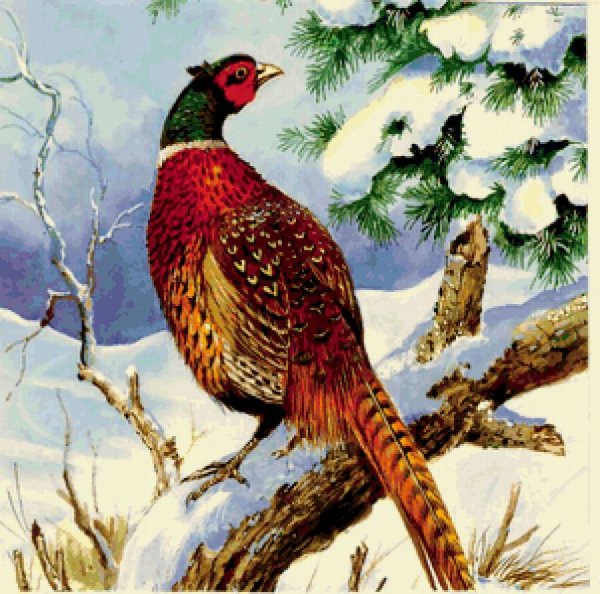 Фазан картинка для детей