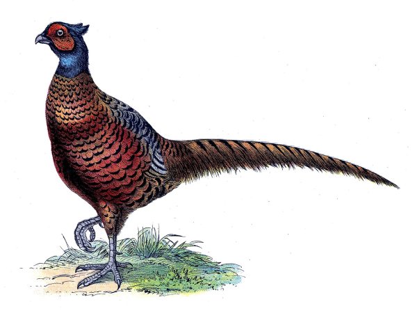 Фазан на прозрачном фоне