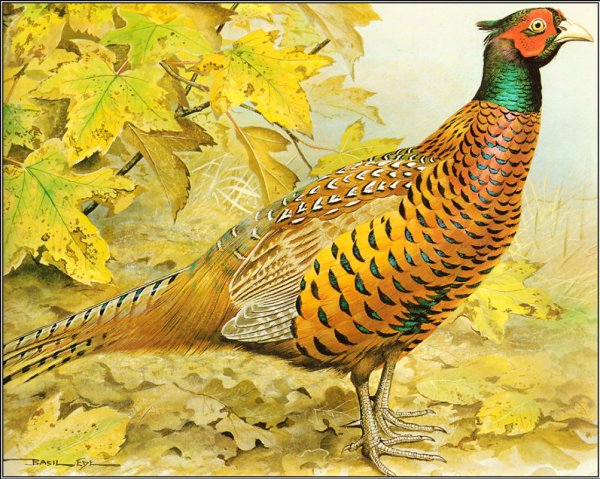 Фазаны картины