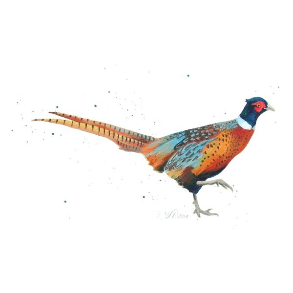 Фазан для детей