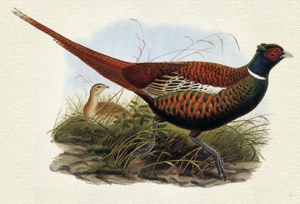 John Gould фазаны