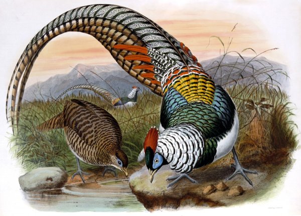 Джон Гульд фазаны