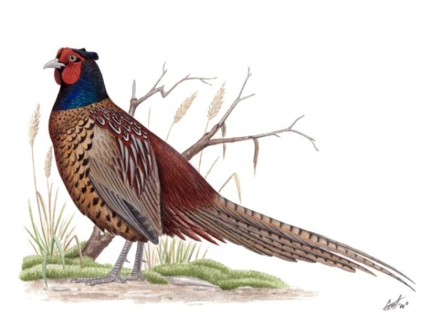 Фазан для детей