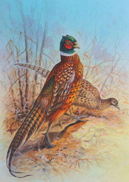 Иллюстратор Александр Дегтев