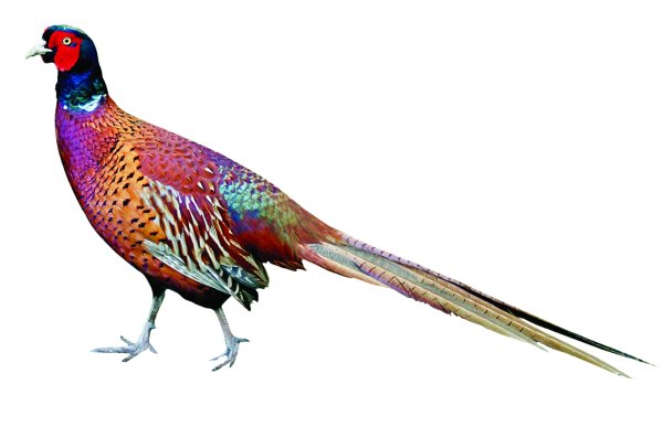Фазан на прозрачном фоне