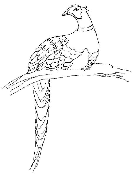 Фазан раскраска для детей