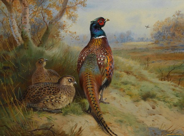 Арчибальд Торберн