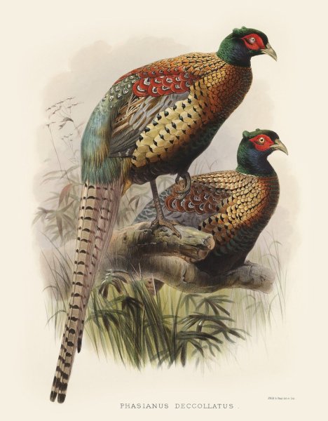 Фазан леди Амхерст