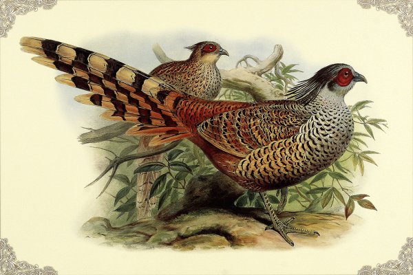 Фазан для детей