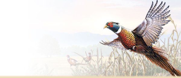 Фазан охотничий обыкновенный взлетающий