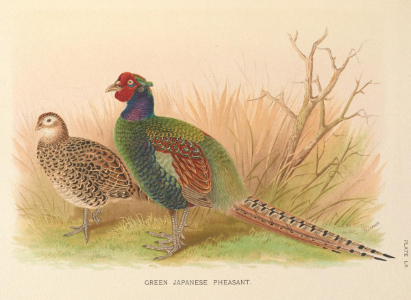 Половой диморфизм у фазана