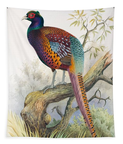 Фазан для детей