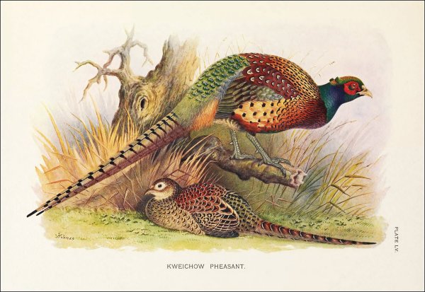 Фазан цветными карандашами