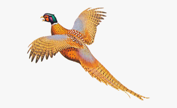 Фазан на прозрачном фоне