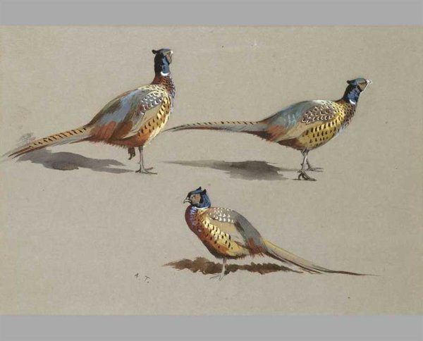 Фазан пастелью