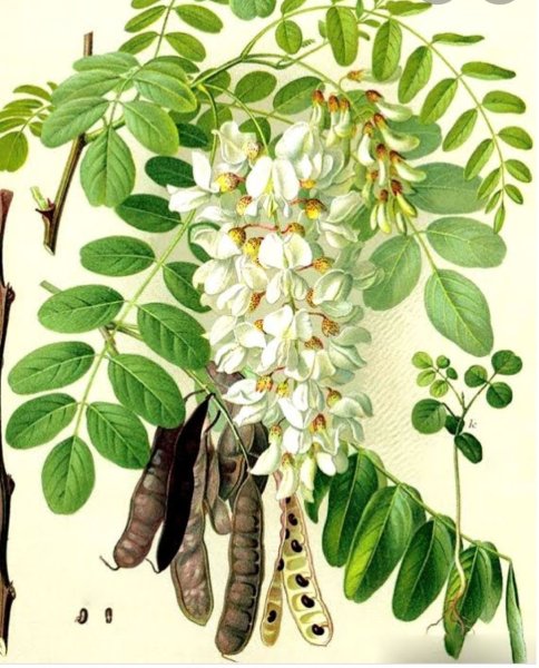 Робиния Лжеакация белая