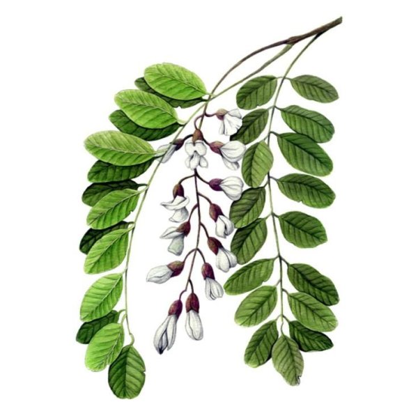 Робиния псевдоакация